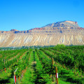 Exploring the Unique Wineries of Wheat Ridge, Colorado