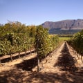 Exploring the Rich Winemaking History of Wheat Ridge, Colorado