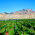 Explore the Finest Wineries in Wheat Ridge, Colorado