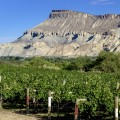 Exploring the Enchanting Wineries of Wheat Ridge, Colorado
